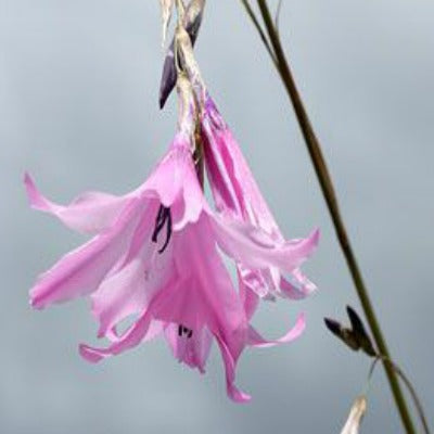 Dierama_pauciflorum