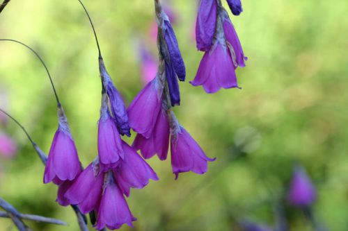 Dierama_Bluebelle