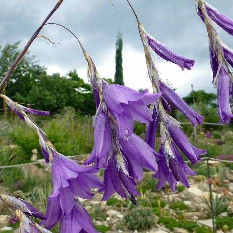 Dierama_Bluebelle