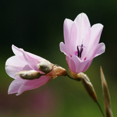 Dierama cooperi