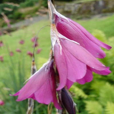 Dierama dracomontanum