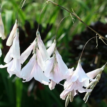 Dierama_Guinevere