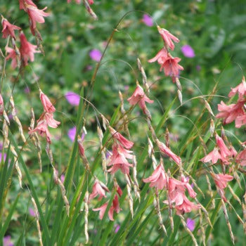 Dierama_igneum