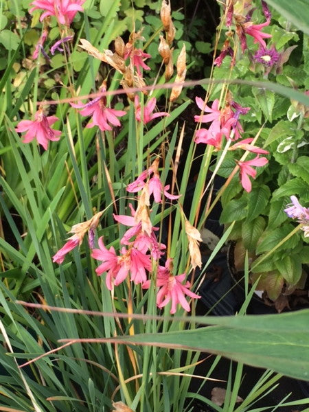 Dierama_igneum