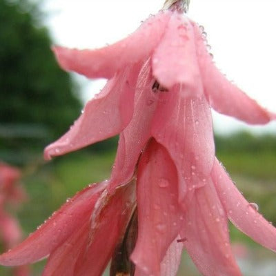 Dierama_igneum