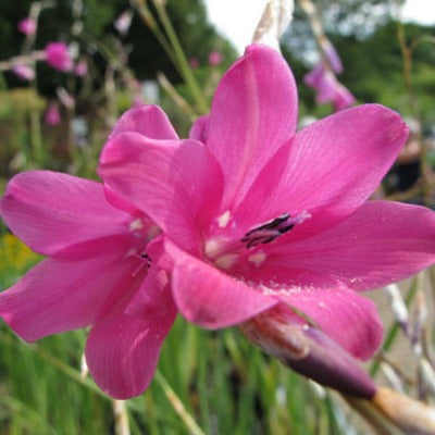 Dierama_jucundum