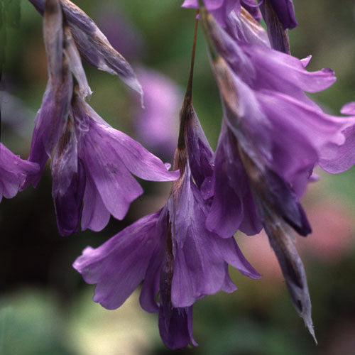Dierama nixonianum