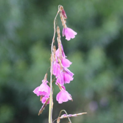 Dierama_Titania