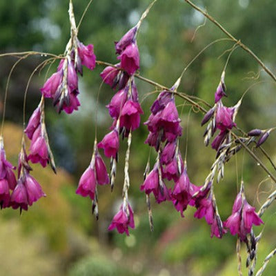 Dierama_pulcherrimum_Blackbird