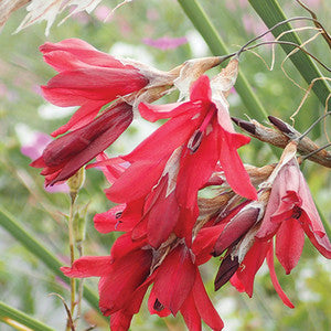 Dierama Raspberry Fool