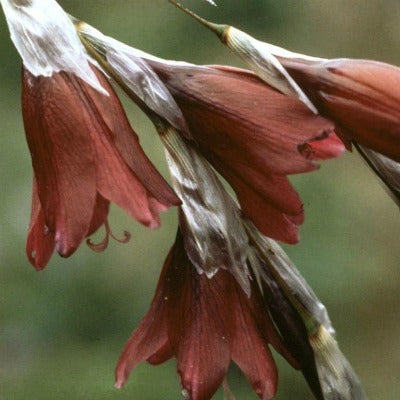 Dierama reynoldsii