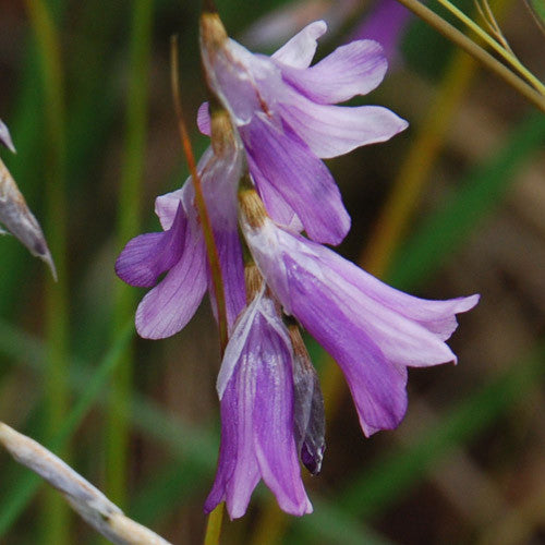 Dierama trichorhyzum