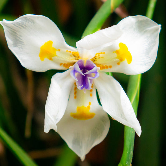 Dietes irioides