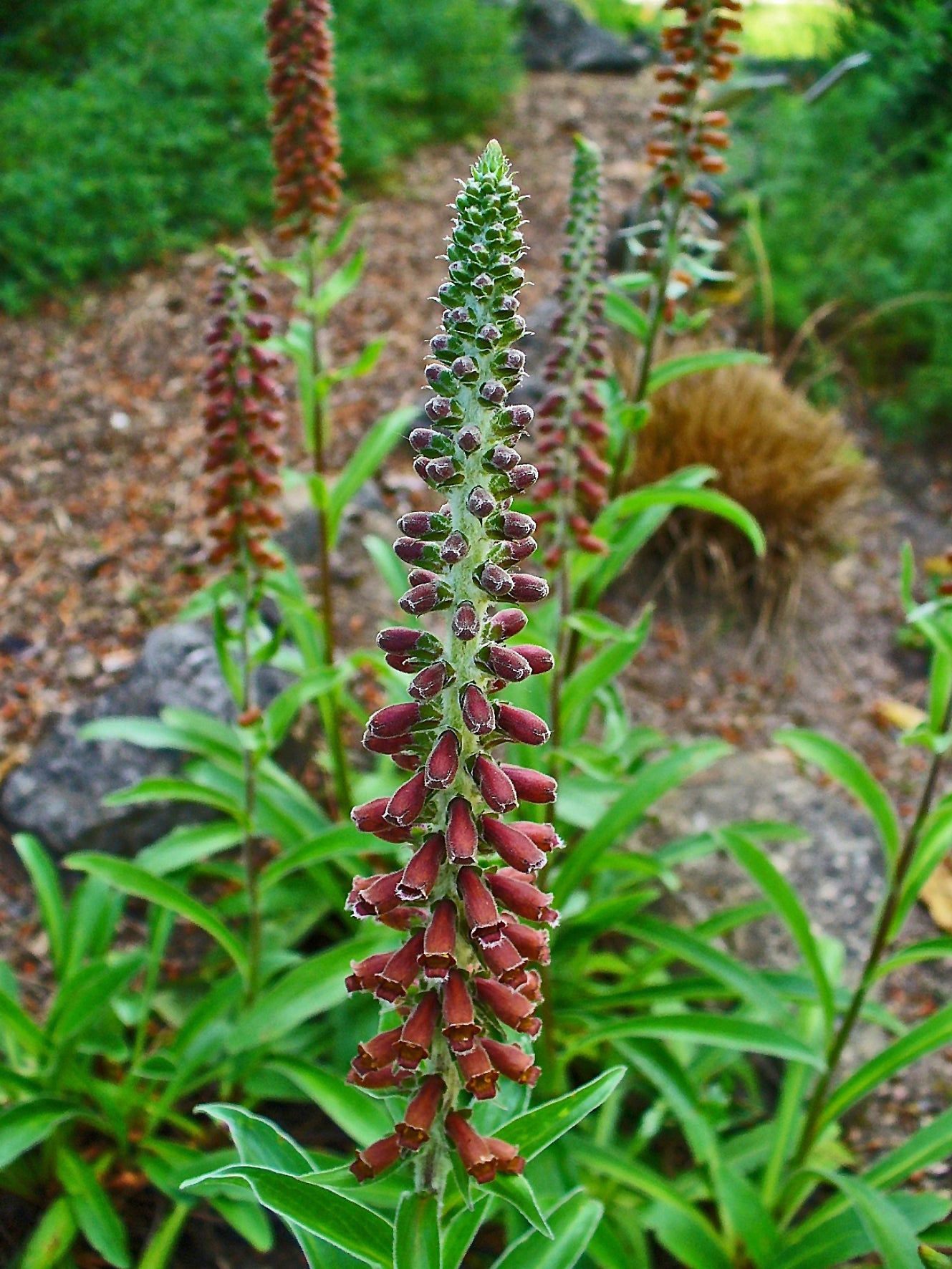 Digitalis_parviflora