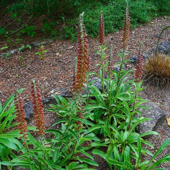 Digitalis_parviflora