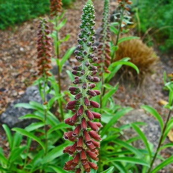 Digitalis_parviflora