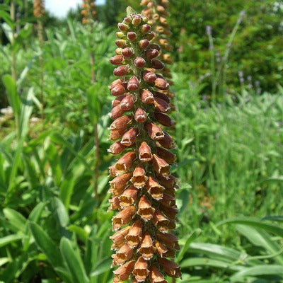 Digitalis_parviflora