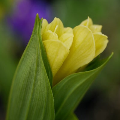 Disporum_flavens