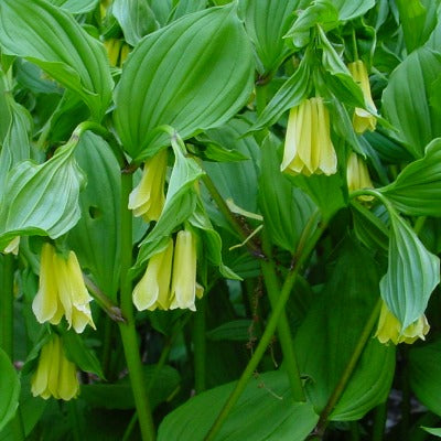 Disporum_flavens