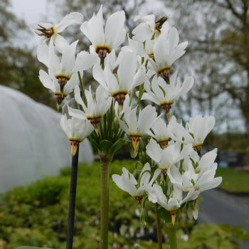 Dodecatheon pauciflorum Comet