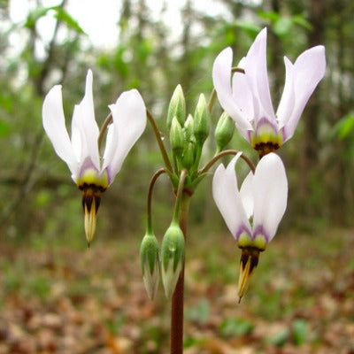 Dodecatheon_pauciflorum_Blush