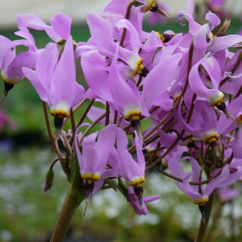 Dodecatheon_pauciflorum_meteor.jpg