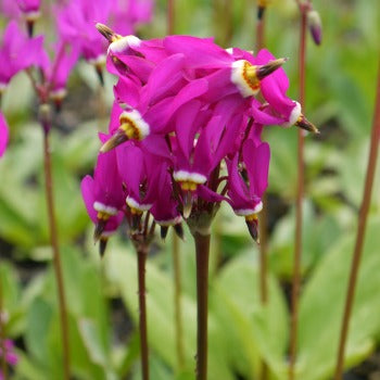 Dodecatheon pauciflorum Red Wings