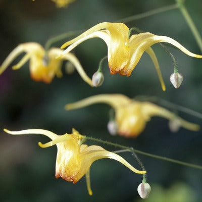 Epimedium_Amber_Queen