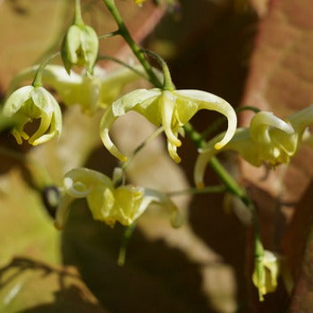 Epimedium_franchetii_brimstone_butterfly.jpg