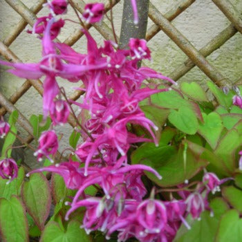 Epimedium_koki.jpg