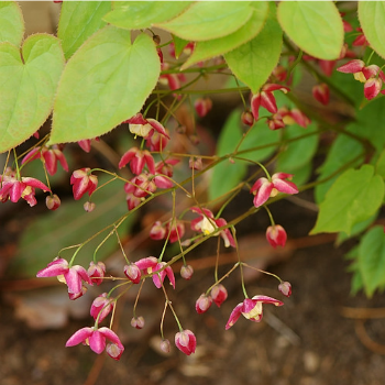 Epimedium_x_rubrum.jpg