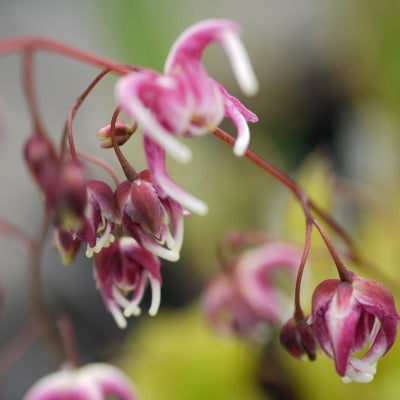 Epimedium_Sakura_Maru