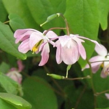 Epimedium_sasaki.jpg