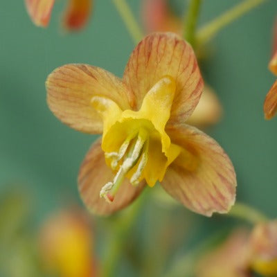 Epimedium_Satsuma