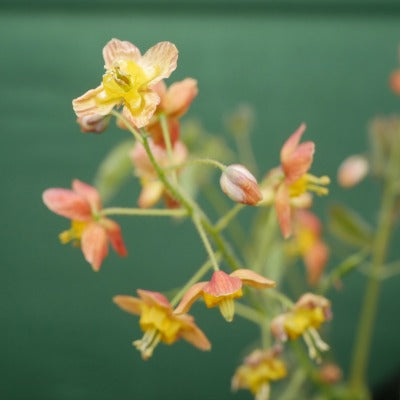 Epimedium_Satsuma