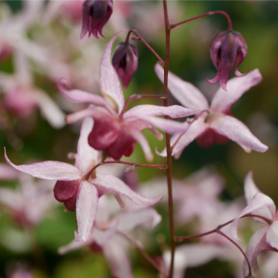 Epimedium_Serendipity