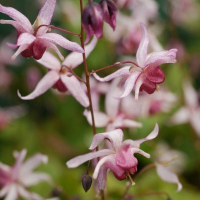 Epimedium_Serendipity