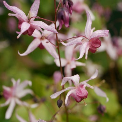 Epimedium_Serendipity