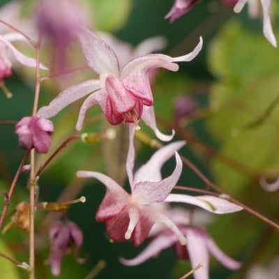 Epimedium_Serendipity