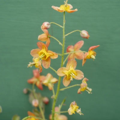 Epimedium_Satsuma