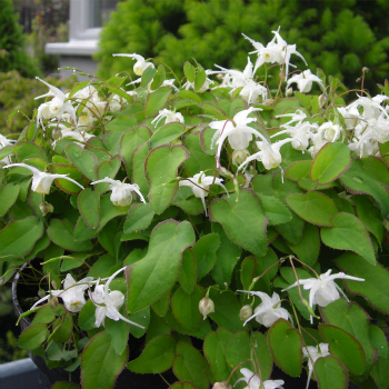 Epimedium_hakubai_white_hart.jpg
