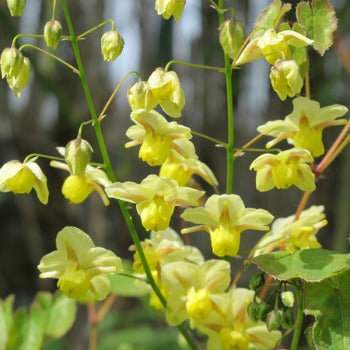 Epimedium_x_perralchium_frohnleiten.jpg