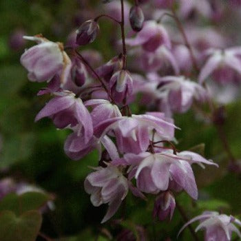 Epimedium_youngianum_roseum.jpg