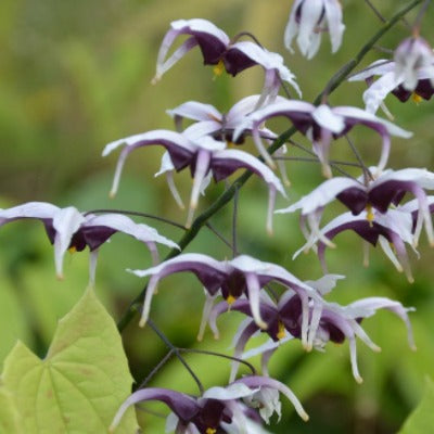 Epimedium_zhushanense