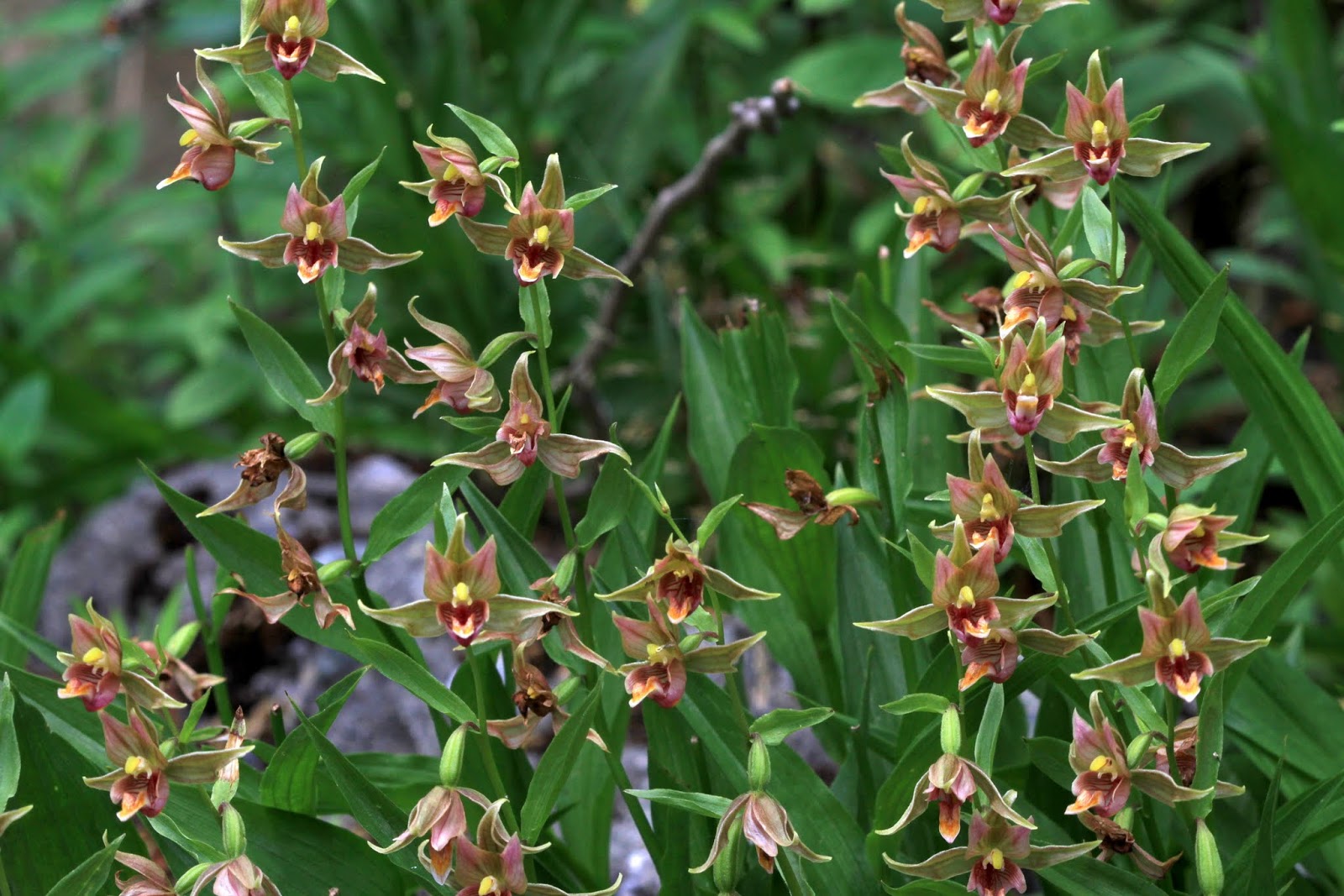 Epipactis_gigantea