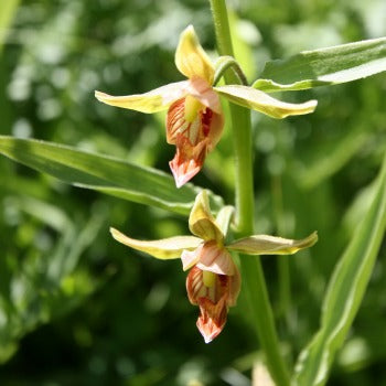 Epipactis_gigantea