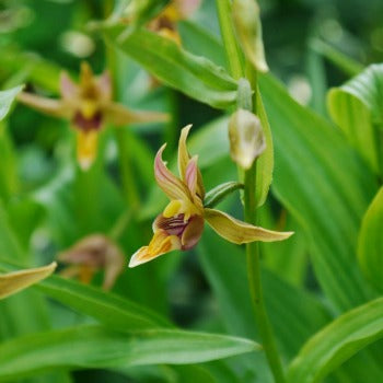 Epipactis_gigantea