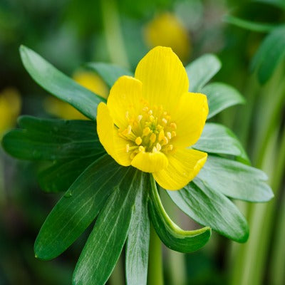 Eranthis_hyemalis