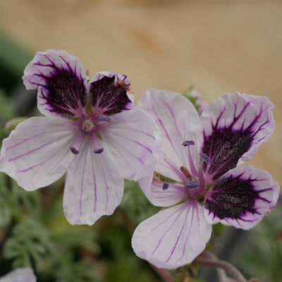 Erodium_Caress