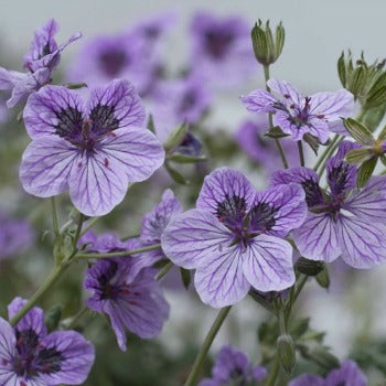 Erodium_Freedom